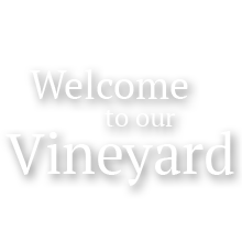 Welcome to our Vineyard